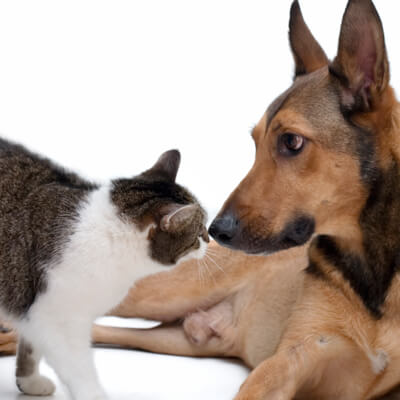 Dog and Cat - Nose to Nose